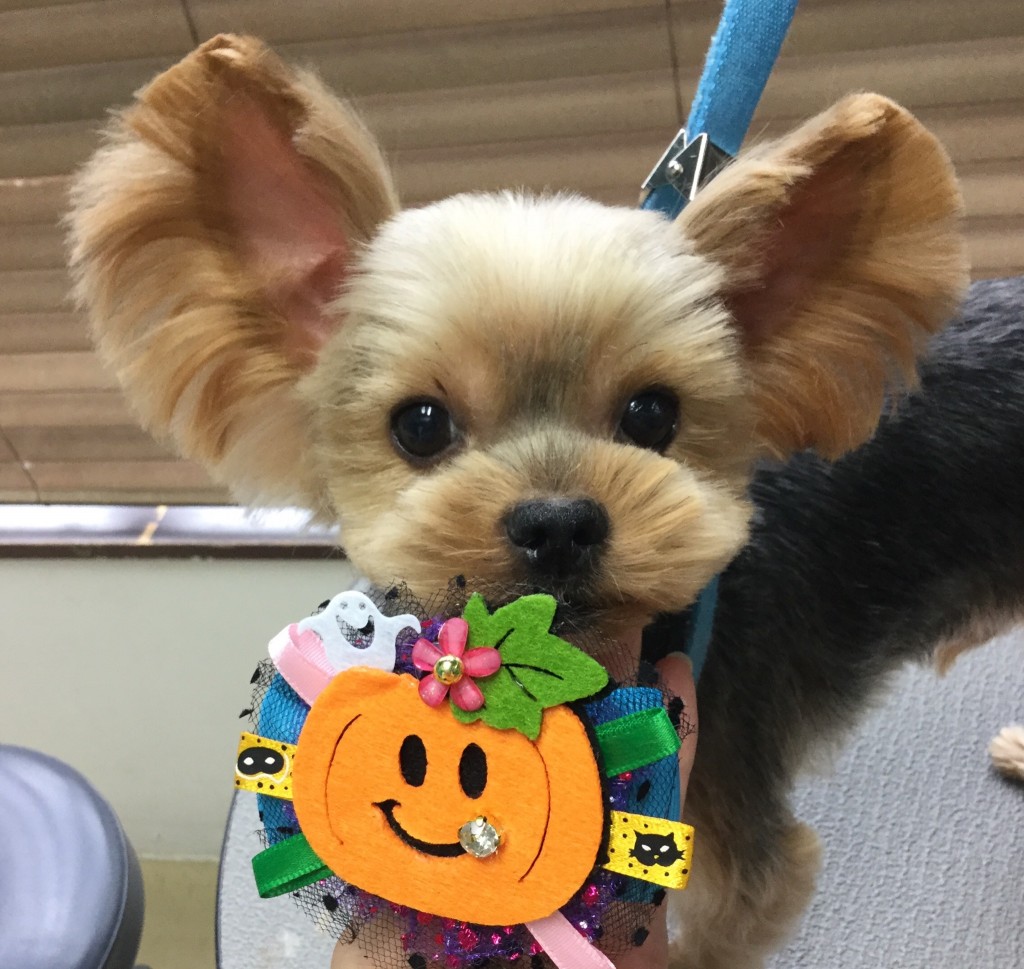 872FC755-419A-44AB-BB39-9A0F5612D202