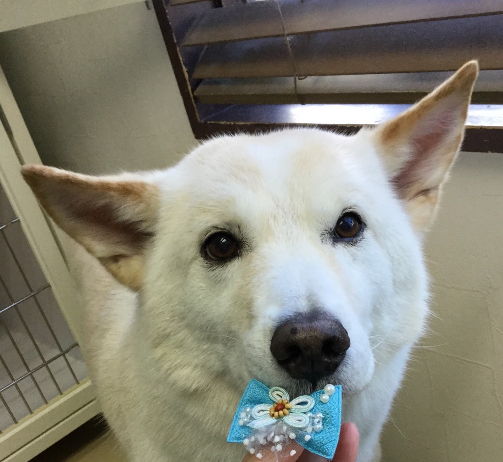 82A0A9B8-A8B3-471B-ADAF-7A1ADA79D1E9